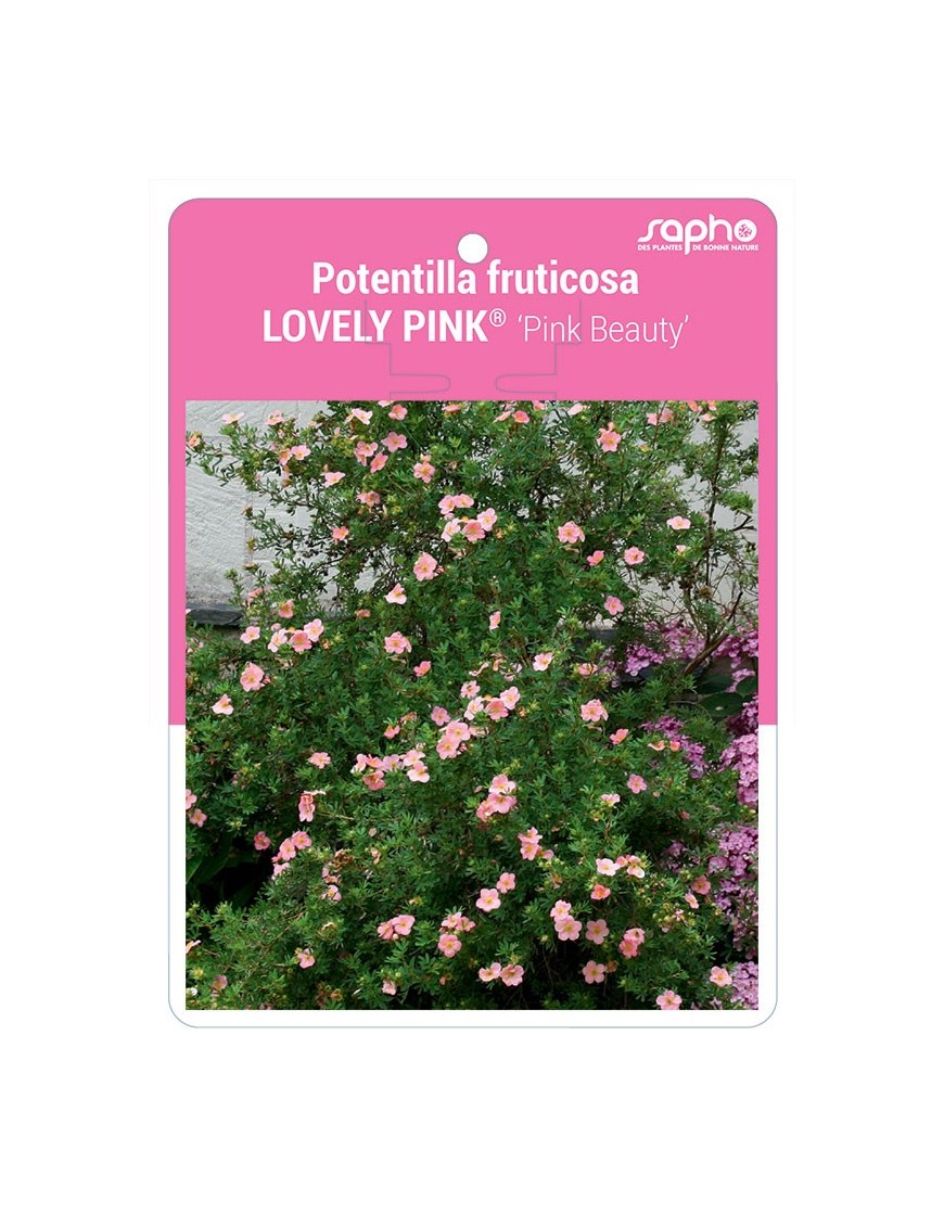 Potentilla fruticosa LOVELY PINK® 'Pink Beauty'