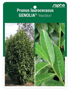 Prunus laurocerasus GENOLIA® 'Mariblon'