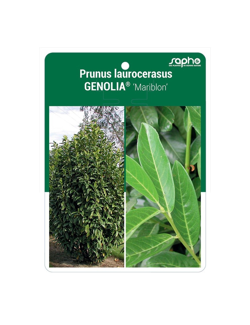 Prunus laurocerasus GENOLIA® 'Mariblon'