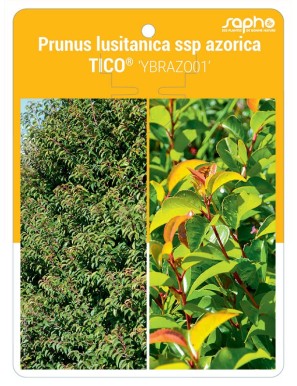 Prunus lusitanica ssp azorica TICO® 'YBRAZO01'