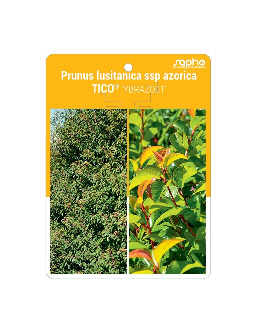 Prunus lusitanica ssp azorica TICO® 'YBRAZO01'