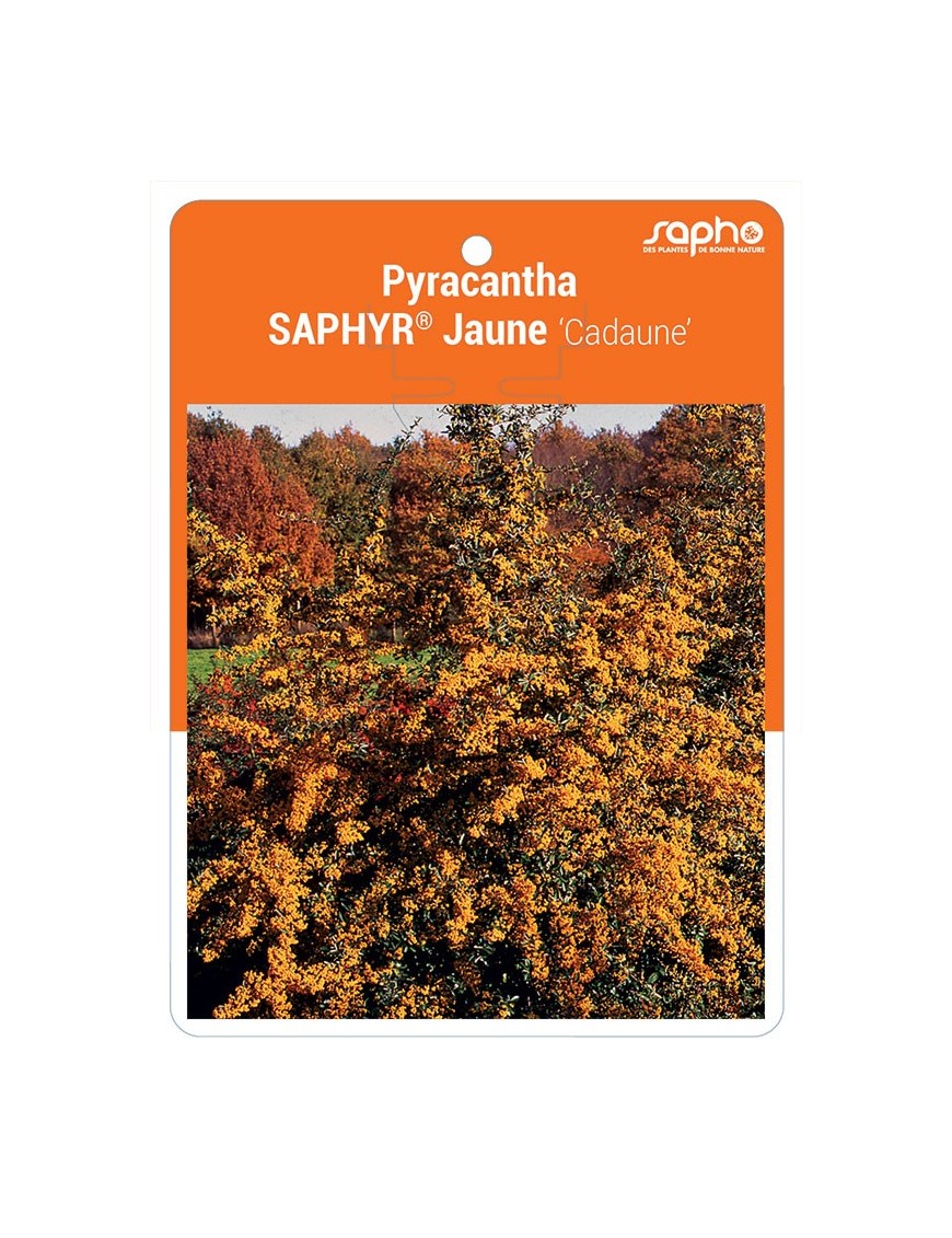 Pyracantha SAPHYR® Jaune ‘Cadaune’