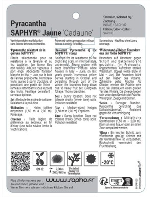 Pyracantha SAPHYR® Jaune ‘Cadaune’