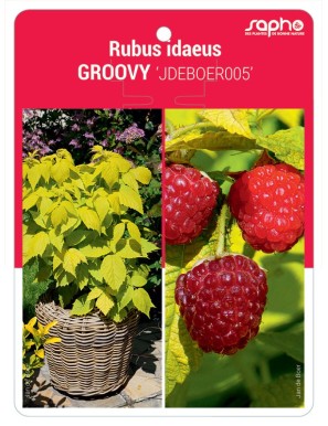 Rubus idaeus GROOVY 'JDEBOER005'