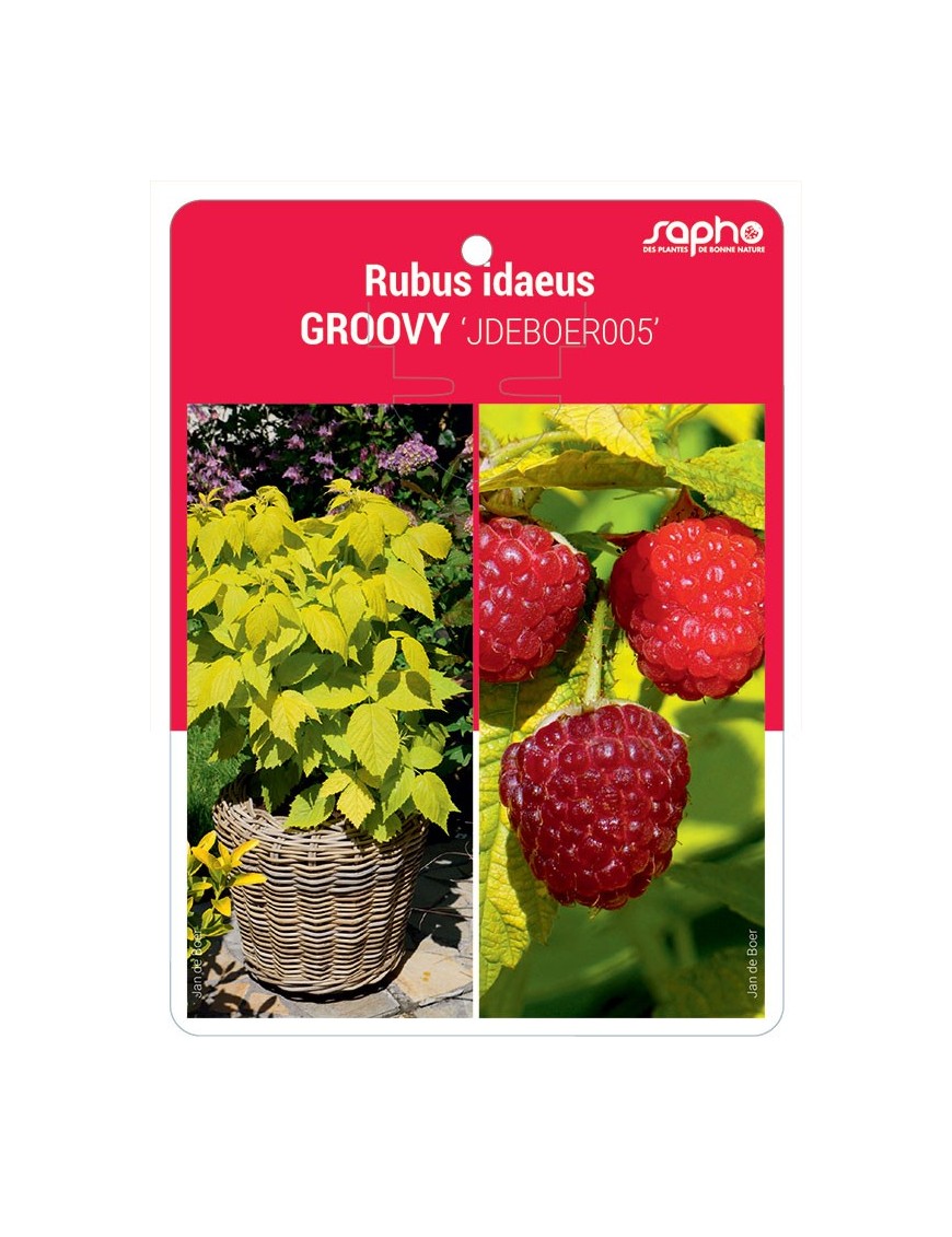 Rubus idaeus GROOVY 'JDEBOER005'