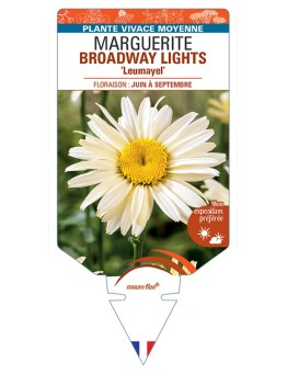LEUCANTHEMUM x superbum BROADWAY LIGHTS Leumayel voir Marguerite