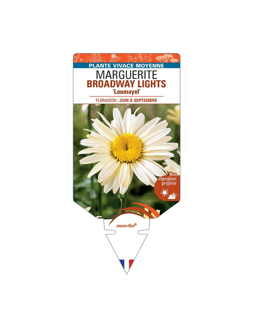 LEUCANTHEMUM x superbum BROADWAY LIGHTS Leumayel voir Marguerite