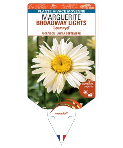 LEUCANTHEMUM x superbum BROADWAY LIGHTS Leumayel voir Marguerite