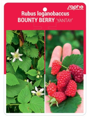 Rubus loganobaccus BOUNTY BERRY 'YANTAY'