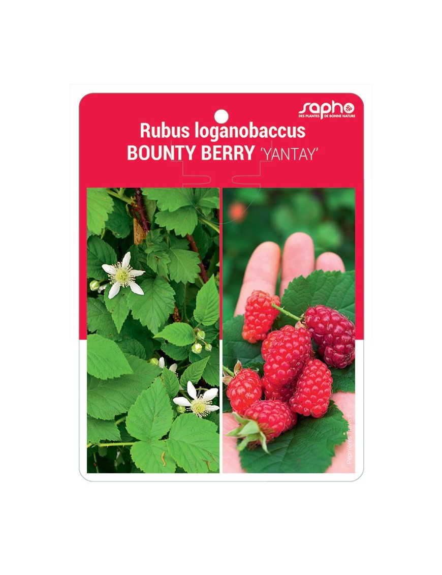 Rubus loganobaccus BOUNTY BERRY 'YANTAY'