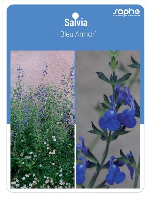 Salvia 'Bleu Armor'