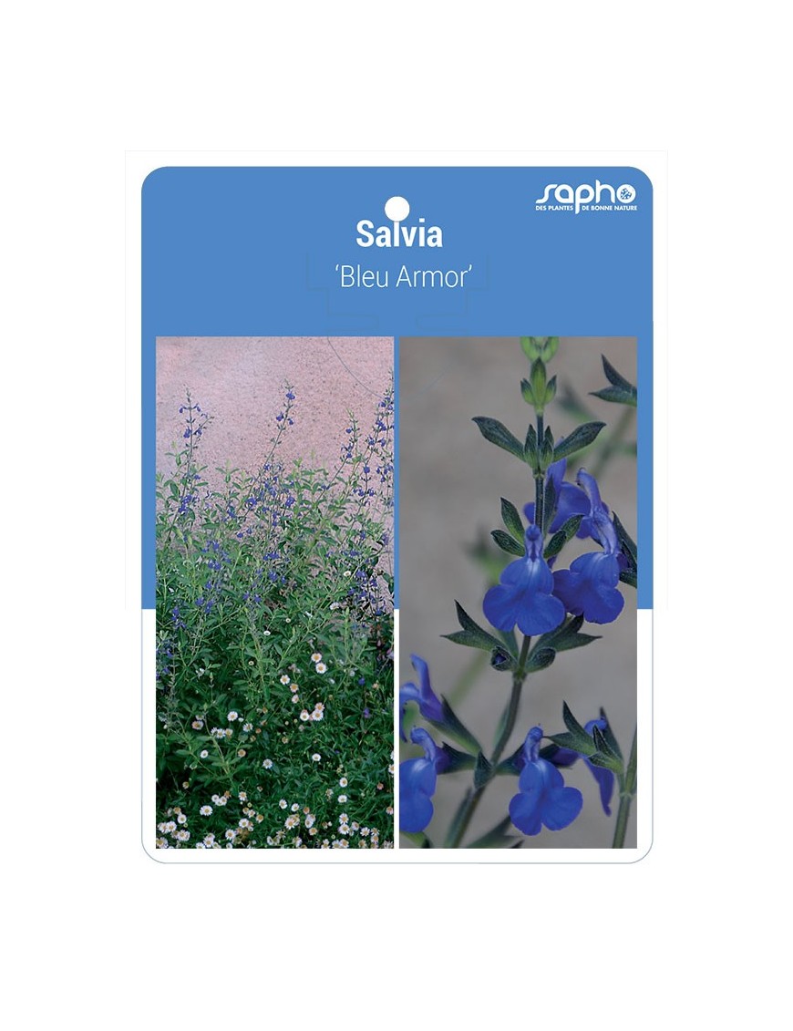 Salvia 'Bleu Armor'