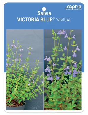 Salvia VICTORIA BLUE® 'VIVISAL'