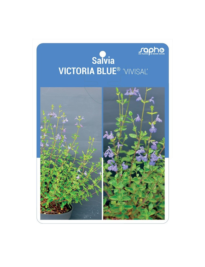 Salvia VICTORIA BLUE® 'VIVISAL'