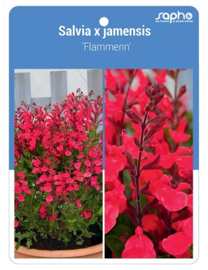Salvia x jamensis 'Flammenn'