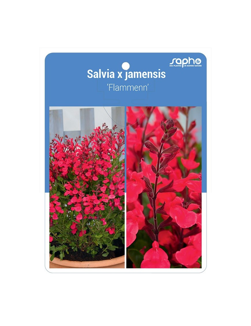 Salvia x jamensis 'Flammenn'