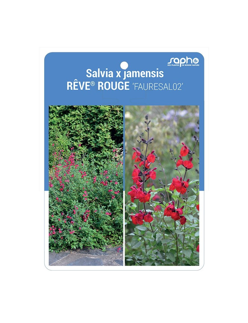 Salvia x jamensis RÊVE® ROUGE 'FAURESAL02'