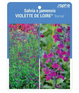 Salvia x jamensis VIOLETTE DE LOIRE® 'Barsal'