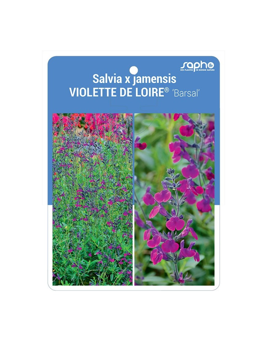 Salvia x jamensis VIOLETTE DE LOIRE® 'Barsal'