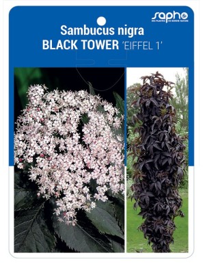 Sambucus nigra BLACK TOWER 'Eiffel 1'