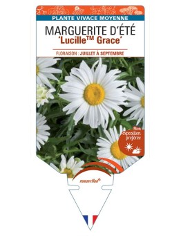 LEUCANTHEMUM x superbum LucilleTM Grace voir Marguerite d'Été