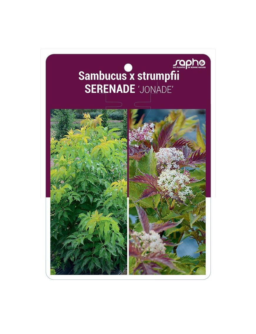 Sambucus x strumpfii SERENADE 'JONADE'