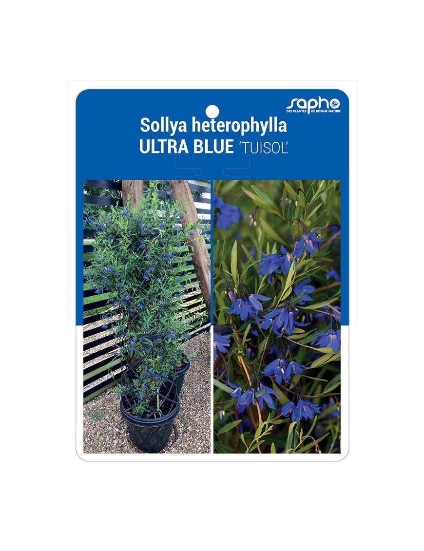 Sollya heterophylla ULTRA BLUE 'TUISOL'