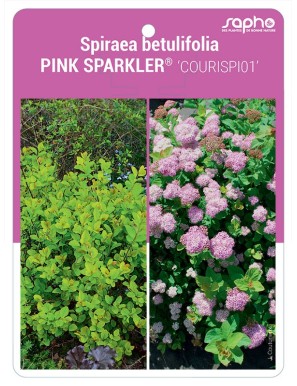 Spiraea betulifolia PINK SPARKLER® 'COURISPI01'