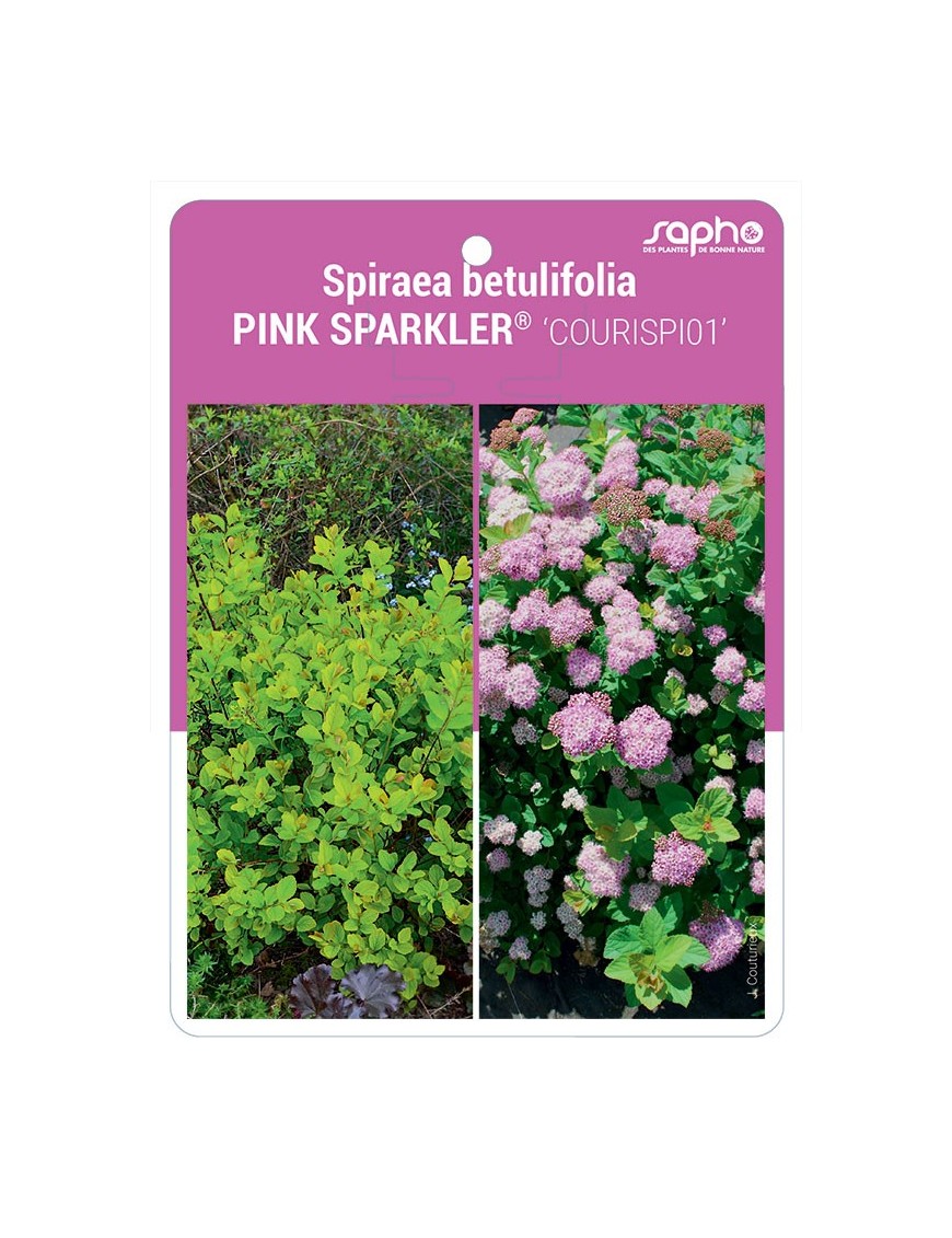 Spiraea betulifolia PINK SPARKLER® 'COURISPI01'