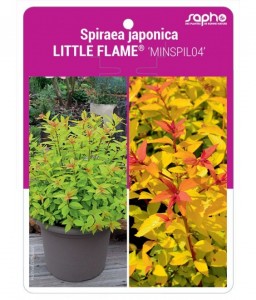 Spiraea japonica LITTLE FLAME® 'MINSPIL04'