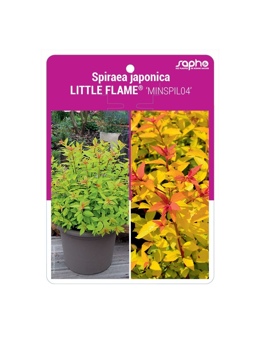 Spiraea japonica LITTLE FLAME® 'MINSPIL04'