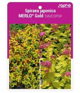 Spiraea japonica MERLO® Gold 'DAVCOP04'