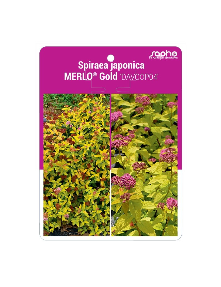 Spiraea japonica MERLO® Gold 'DAVCOP04'