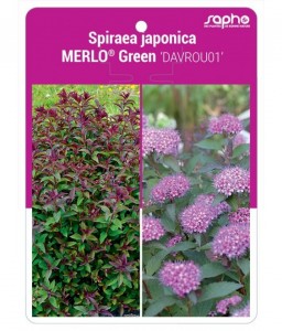 Spiraea japonica MERLO® Green 'DAVROU01'