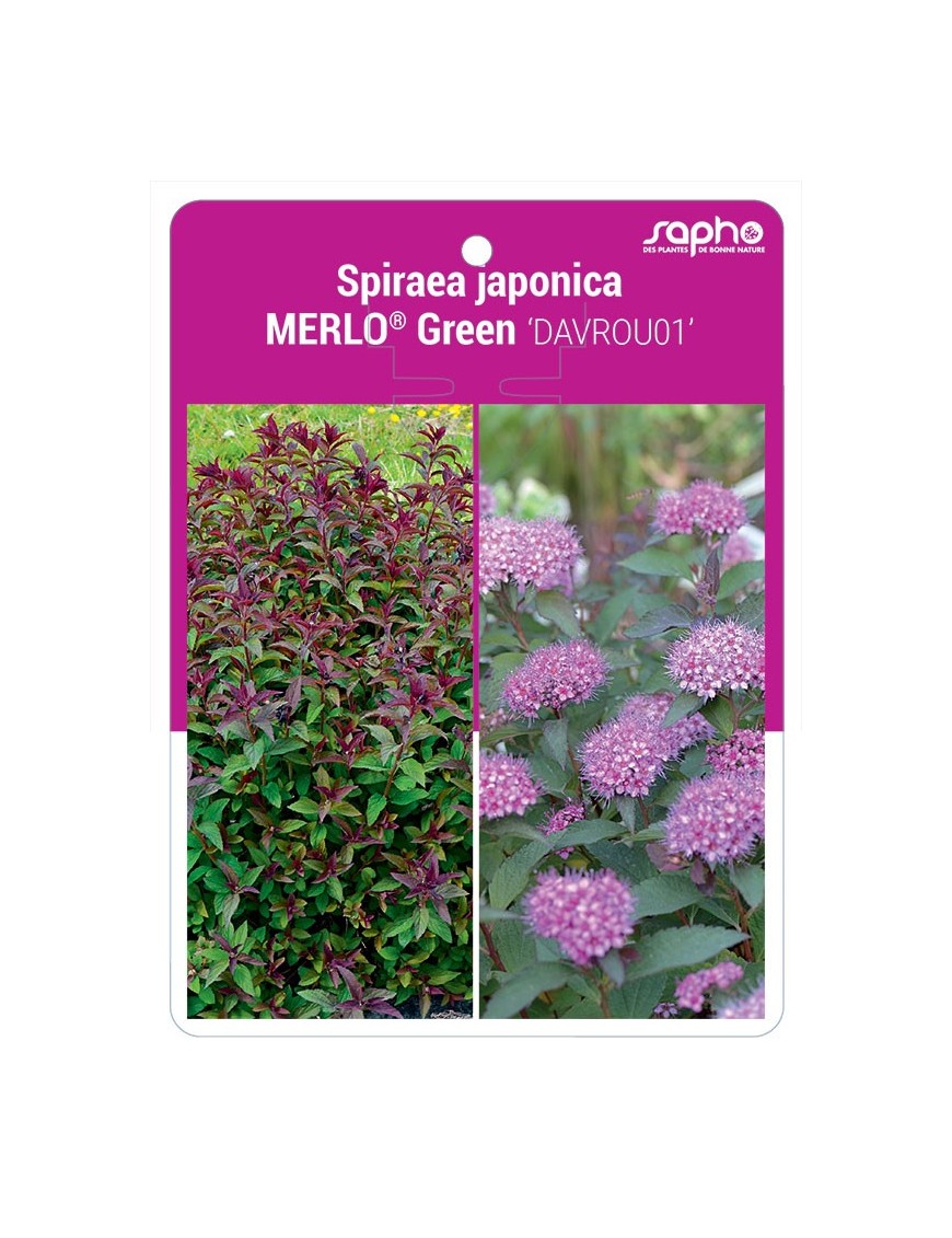 Spiraea japonica MERLO® Green 'DAVROU01'