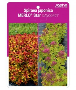Spiraea japonica MERLO® Star 'DAVCOP01'