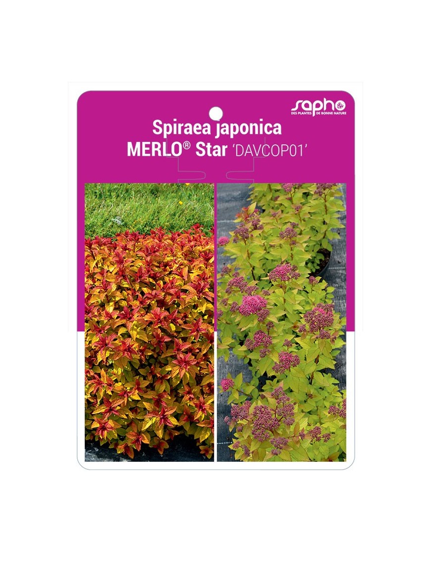 Spiraea japonica MERLO® Star 'DAVCOP01'