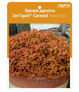 Spiraea japonica Zen'Spirit® Caramel 'MINSPIZ02'