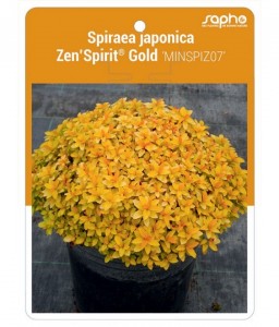 Spiraea japonica Zen'Spirit® Gold 'MINSPIZ07'