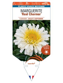 LEUCANTHEMUM x superbum Real Charmer voir Marguerite