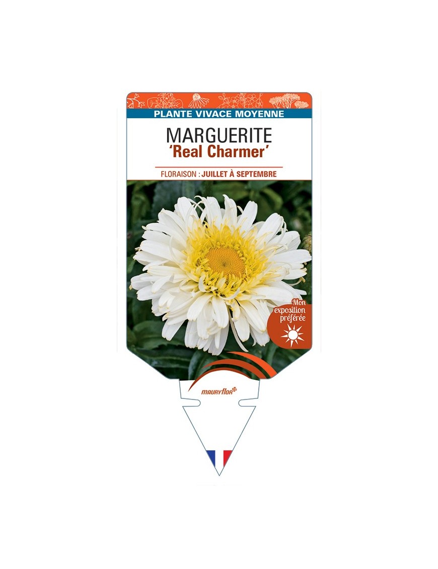 LEUCANTHEMUM x superbum Real Charmer voir Marguerite