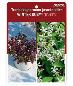 Trachelospermum jasminoides WINTER RUBY® 'TRARED'