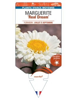 LEUCANTHEMUM x superbum Real Dream voir Marguerite