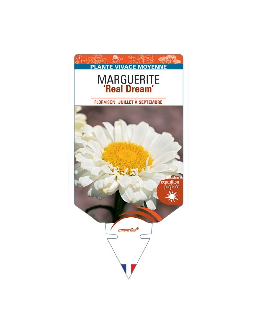 LEUCANTHEMUM x superbum Real Dream voir Marguerite