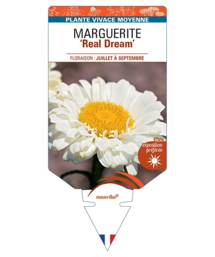 LEUCANTHEMUM x superbum Real Dream voir Marguerite