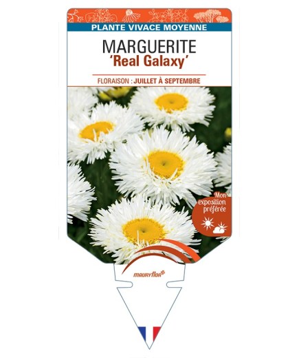 LEUCANTHEMUM x superbum Real Galaxy voir Marguerite