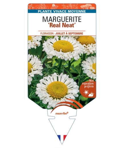 LEUCANTHEMUM x superbum Real Neat voir Marguerite
