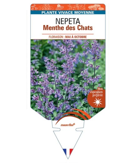 NEPETA faassenii Menthe des chats *