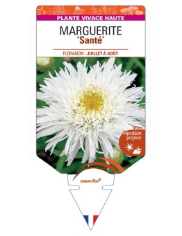 LEUCANTHEMUM x superbum Santé voir Marguerite