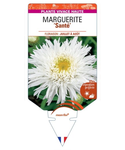 LEUCANTHEMUM x superbum Santé voir Marguerite